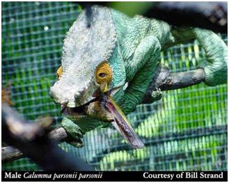 Chameleon feeding